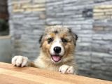 Avusturalya Shepherd