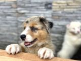 Avusturalya Shepherd