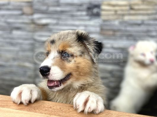 Avusturalya Shepherd görsel