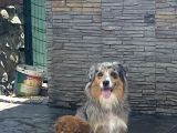 Avusturalya Shepherd
