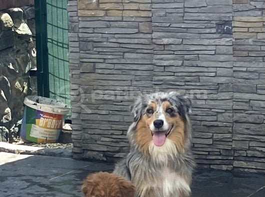 Avusturalya Shepherd görsel