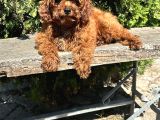 Eli̇t Toy Poodle Yavrularimiz