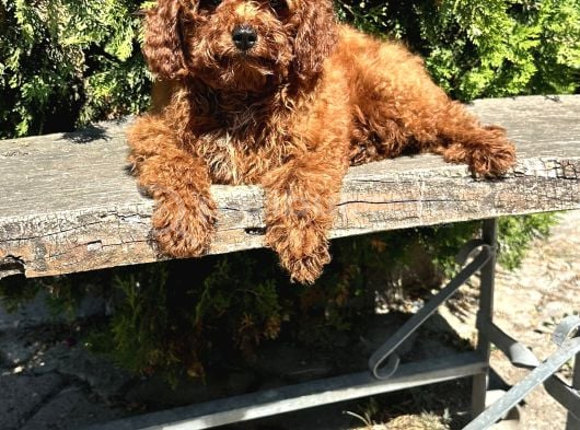 Eli̇t Toy Poodle Yavrularimiz görsel
