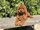 ELİT TOY POODLE YAVRULARIMIZ