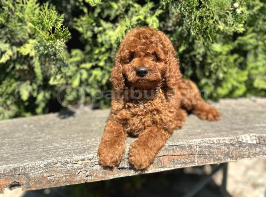 ELİT TOY POODLE YAVRULARIMIZ