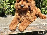 Eli̇t Toy Poodle Yavrularimiz