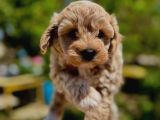 Teacup Maltipoo Bebeklerimiz Irk Ve Sağlık Garantili