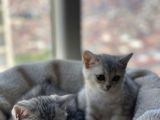 British Shorthair Silver Tabby