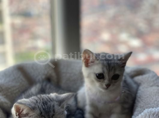 British Shorthair Silver Tabby görsel