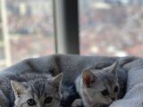 British Shorthair Silver Tabby