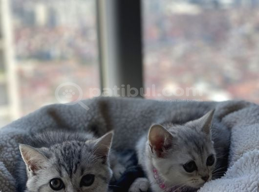 British Shorthair Silver Tabby görsel