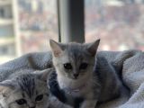 British Shorthair Silver Tabby