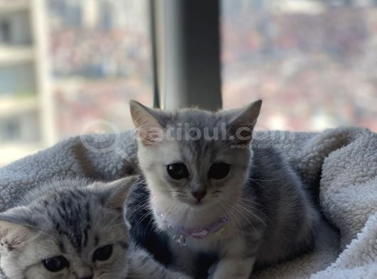 British Shorthair Silver Tabby görsel