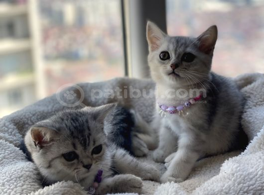 British Shorthair silver tabby