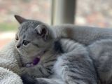 British Shorthair Silver Tabby