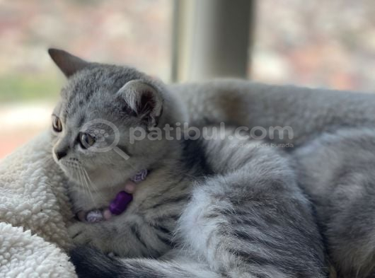 British Shorthair Silver Tabby görsel