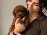 Toy Poodle Yavrulari - Resmi̇ Poodle Evi̇ Garanti̇si̇