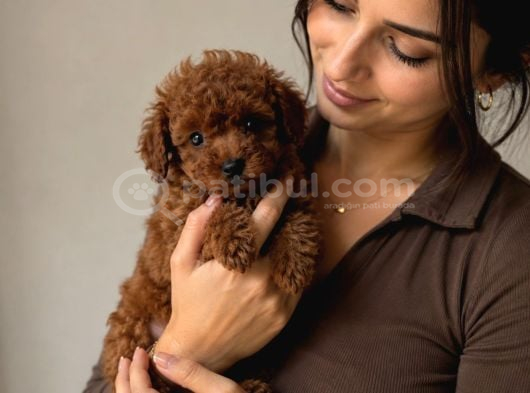 TOY POODLE YAVRULARI - RESMİ POODLE EVİ GARANTİSİ