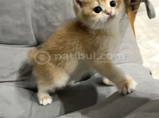 Full Şecereli British Golden Yavrular görsel