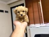 Teacup Kore Maltipoo Yavrular