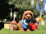 Seçkin Ailelere Özel Irk Maltipoo Yavrular