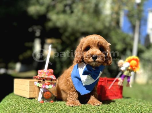 Seçkin Ailelere Özel Irk Maltipoo Yavrular görsel