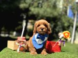 Seçkin Ailelere Özel Irk Maltipoo Yavrular