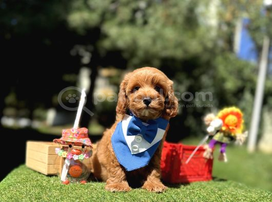 Seçkin Ailelere Özel Irk Maltipoo Yavrular görsel