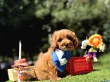Seçkin Ailelere Özel Irk Maltipoo Yavrular