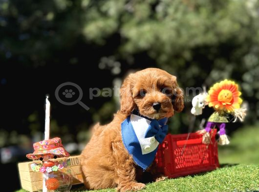 Seçkin Ailelere Özel Irk Maltipoo Yavrular görsel