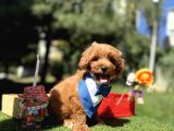 Seçkin Ailelere Özel Irk Maltipoo Yavrular