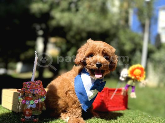 Seçkin Ailelere Özel Irk Maltipoo Yavrular görsel