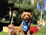 Seçkin Ailelere Özel Irk Maltipoo Yavrular