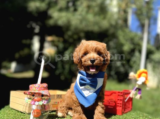 Seçkin ailelere özel ırk maltipoo yavrular