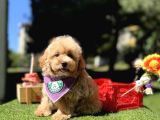 Mini Maltipoo Sağlık Garantili Yavrular