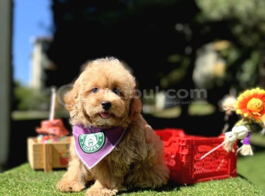 Mini Maltipoo Sağlık Garantili Yavrular görsel