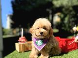 Mini Maltipoo Sağlık Garantili Yavrular