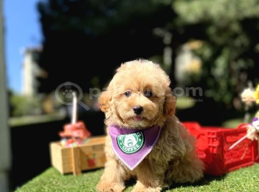 Mini Maltipoo Sağlık Garantili Yavrular görsel