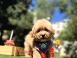 Mini Maltipoo Sağlık Garantili Yavrular