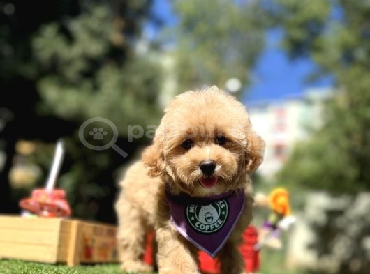 Mini Maltipoo Sağlık Garantili Yavrular görsel