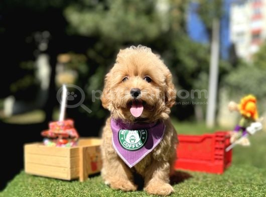 Mini Maltipoo Sağlık Garantili Yavrular