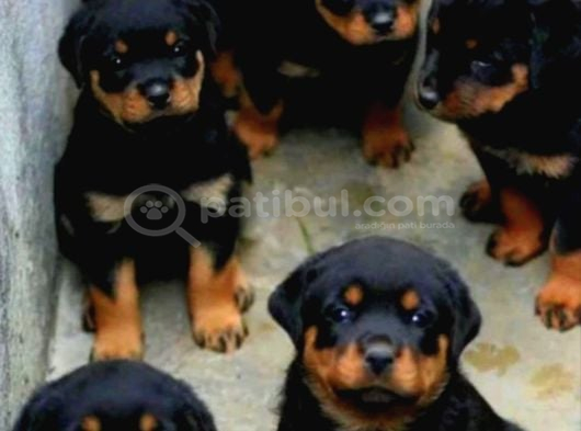 A Kalite Safkan Dişi Erkek Rottweiler Yavrularımız görsel