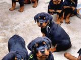 A Kalite Safkan Dişi Erkek Rottweiler Yavrularımız