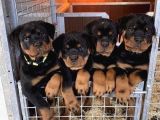 A kalite safkan dişi erkek rottweiler yavrularımız