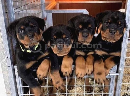 A kalite safkan dişi erkek rottweiler yavrularımız