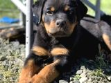 A Kalite Safkan Dişi Erkek Rottweiler Yavrularımız