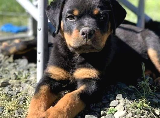 A Kalite Safkan Dişi Erkek Rottweiler Yavrularımız görsel