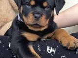 A Kalite Safkan Dişi Erkek Rottweiler Yavrularımız