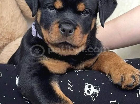 A Kalite Safkan Dişi Erkek Rottweiler Yavrularımız görsel