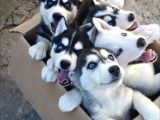 Safkan A Kalitede Husky Sibirya Kurdu Yavrularımız